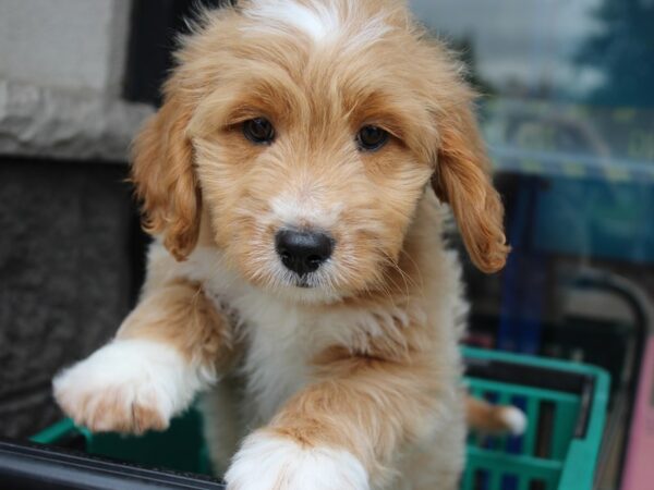 Goldendoodle Mini-DOG-Male-Light Golden-6044-Petland Montgomery, Alabama