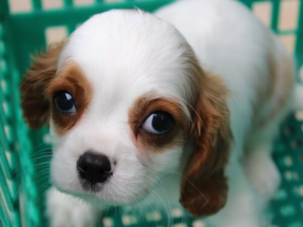 Cavalier King Charles Spaniel-DOG-Male-blienhiem-6049-Petland Montgomery, Alabama