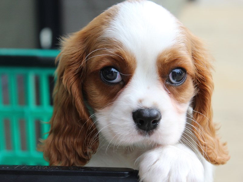 Cavalier King Charles Spaniel, male, ruby stock photo