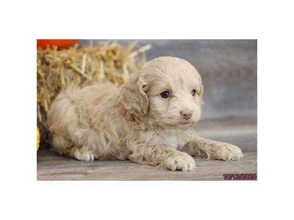 Cock A Poo-DOG-Female-Apricot-6050-Petland Montgomery, Alabama