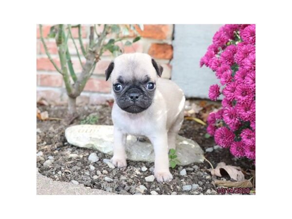 Pug DOG Male Fawn 6052 Petland Montgomery, Alabama