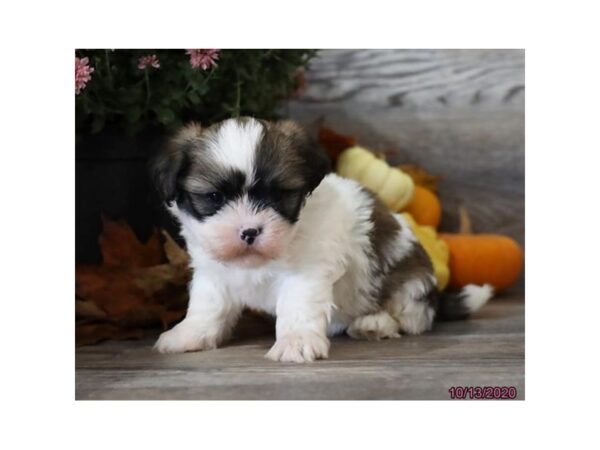 Lhasa Apso DOG Male Sable / White 6053 Petland Montgomery, Alabama