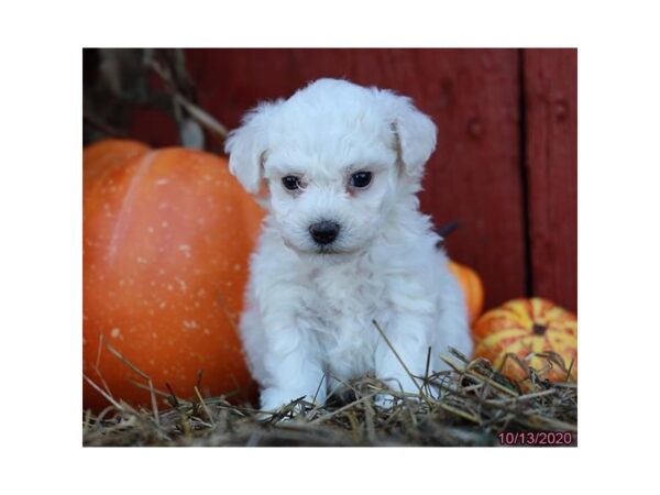 Bichon Frise DOG Male White 6056 Petland Montgomery, Alabama