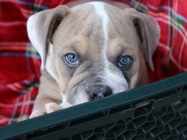 Victorian Bulldoge DOG Male Blue / Tan 6057 Petland Montgomery, Alabama