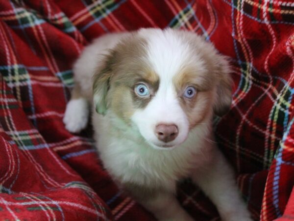 Miniature Australian Shepherd DOG Male Red Merle 6054 Petland Montgomery, Alabama