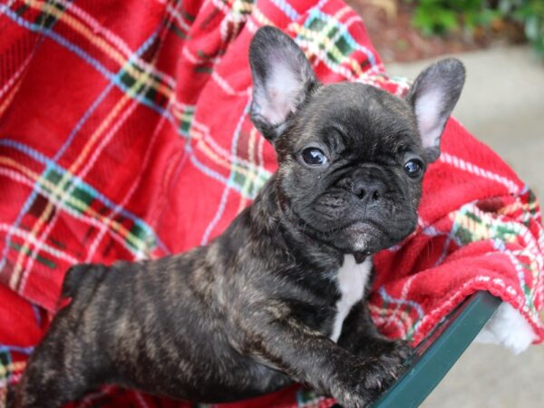 French Bulldog DOG Male Brindle 6051 Petland Montgomery, Alabama