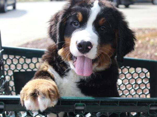 Bernese Mountain Dog DOG Male Black Rust / White 6058 Petland Montgomery, Alabama