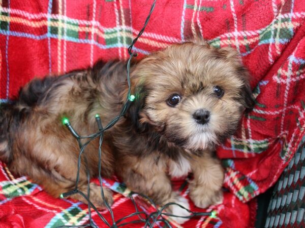 Lhasa Apso DOG Female Red 6055 Petland Montgomery, Alabama