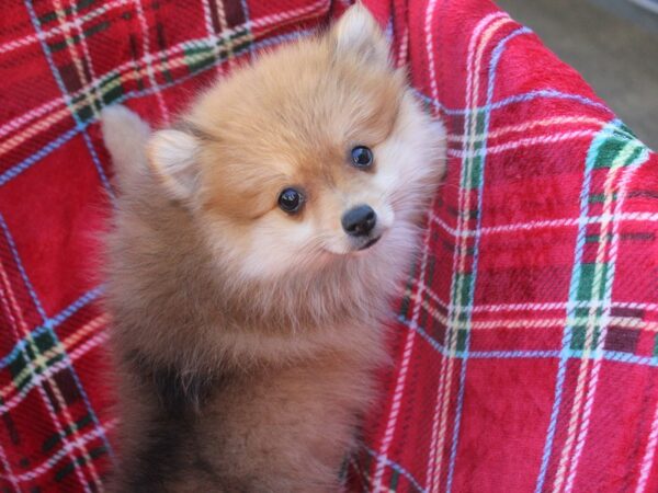 Pomeranian DOG Female Red Sable 6060 Petland Montgomery, Alabama