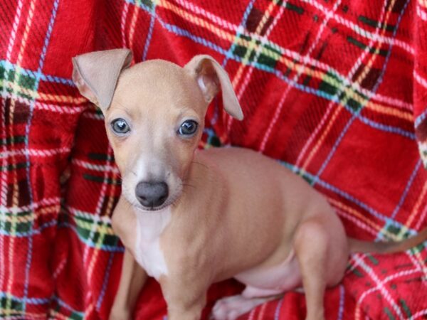 Italian Greyhound DOG Male Blue Fawn 6059 Petland Montgomery, Alabama