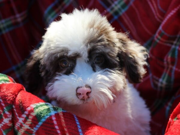 Miniature Poodle DOG Male White / Chocolate Merle 6034 Petland Montgomery, Alabama