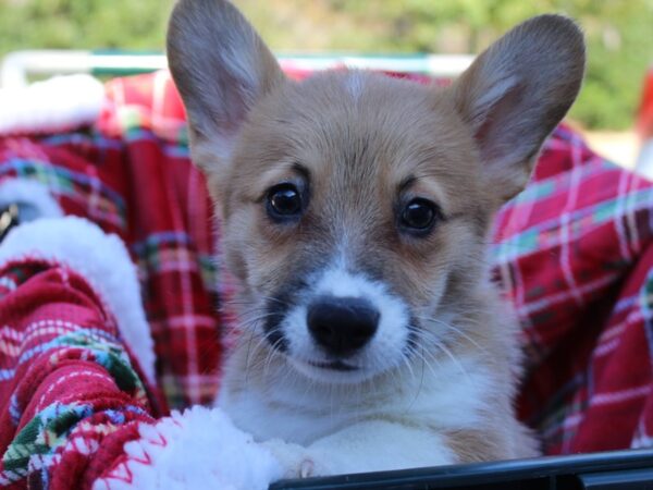 Pembroke Welsh Corgi DOG Male Red / White 6064 Petland Montgomery, Alabama