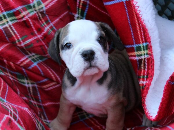 Bulldog/Bulldog-Beagle-DOG-Female-Red / White-6061-Petland Montgomery, Alabama