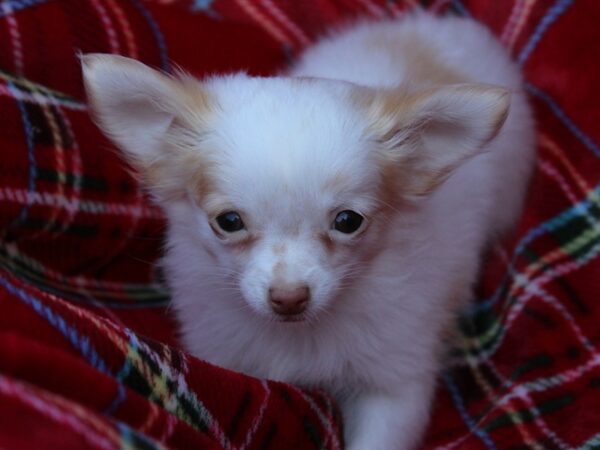 Chihuahua DOG Female White 6066 Petland Montgomery, Alabama