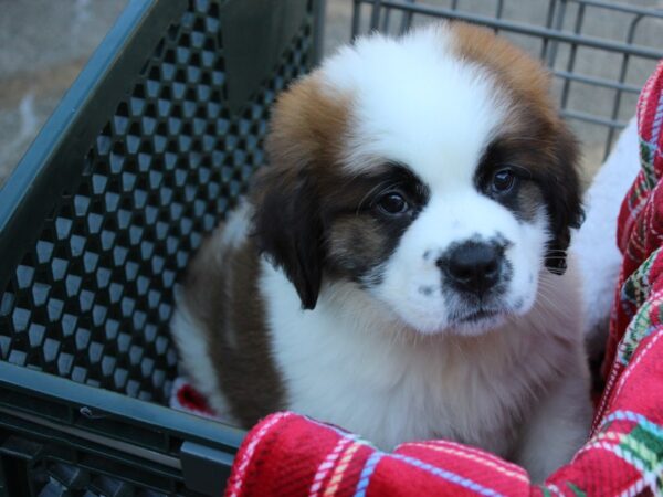 Saint Bernard DOG Female Brown / White 6065 Petland Montgomery, Alabama