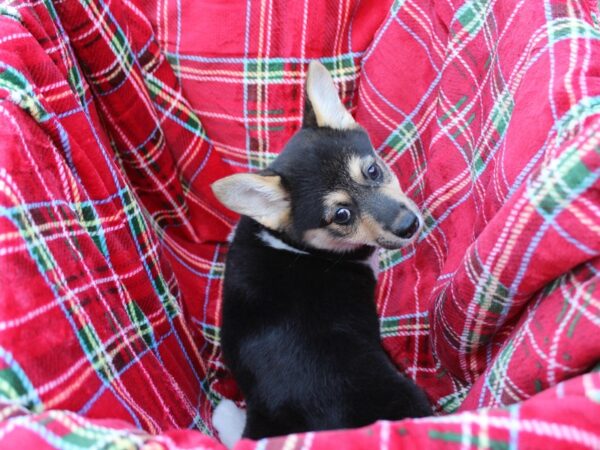 Pembroke Welsh Corgi DOG Female Black Tan / White 6062 Petland Montgomery, Alabama