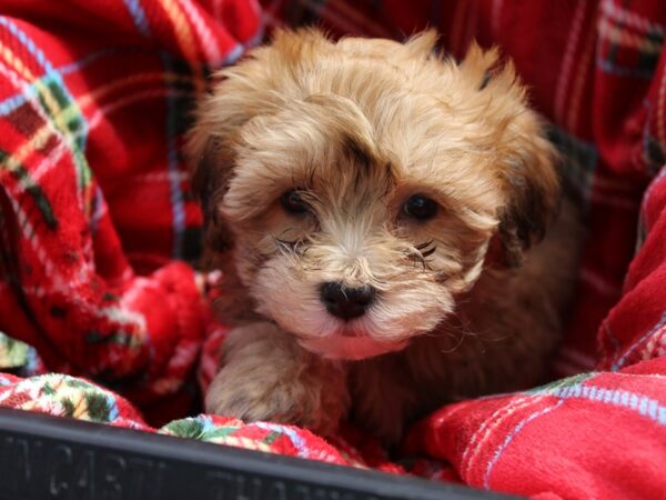 Yorkie Poo DOG Female BIEGE 6073 Petland Montgomery, Alabama