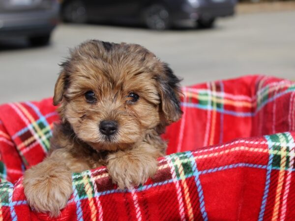 Yorkie Poo DOG Female CHOC MERLE 6074 Petland Montgomery, Alabama