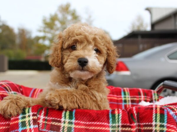 Goldendoodle Mini 2nd Gen-DOG-Male-Golden-6070-Petland Montgomery, Alabama