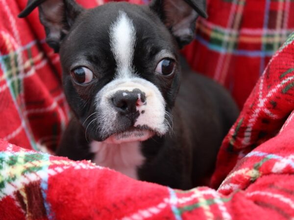 Boston Terrier DOG Male Black / White 6067 Petland Montgomery, Alabama