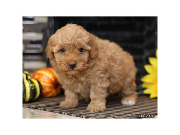 Poodle DOG Male Apricot 6079 Petland Montgomery, Alabama