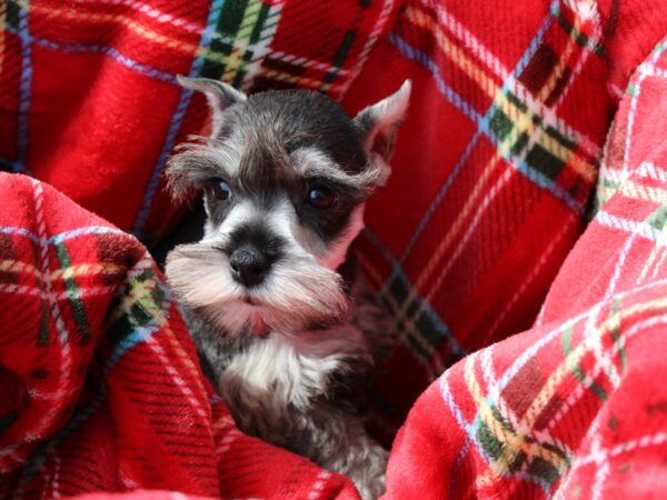 Miniature Schnauzer DOG Female salt-pepper 6075 Petland Montgomery, Alabama