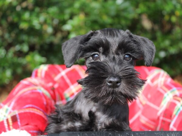 Miniature Schnauzer DOG Female BLK 6076 Petland Montgomery, Alabama