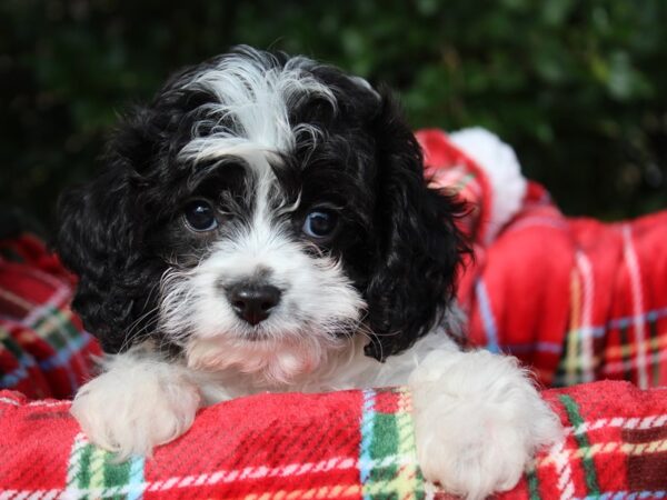 Cavapoo-DOG-Male-Blk and White-6072-Petland Montgomery, Alabama