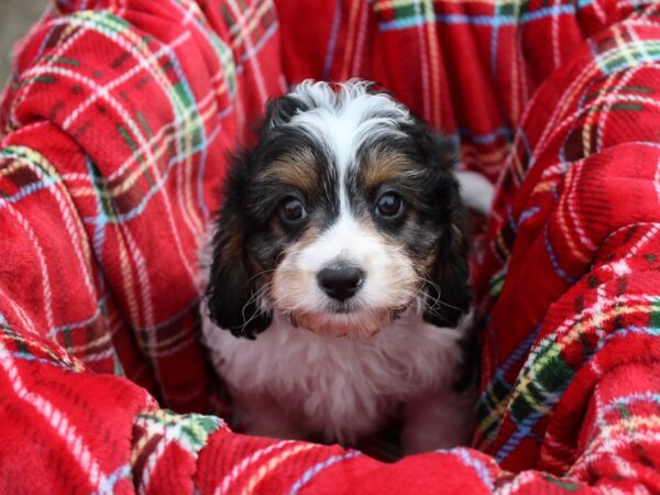 Cavapoo-DOG-Male-Blk and White-6071-Petland Montgomery, Alabama