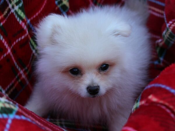 Pomeranian DOG Female Cream 6081 Petland Montgomery, Alabama