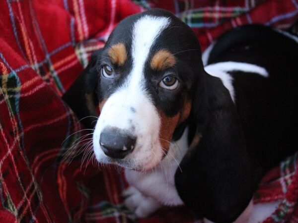 Basset Hound-DOG-Male-Tri-Colored-6085-Petland Montgomery, Alabama