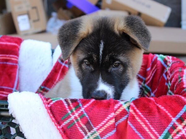 Akita DOG Male Brown 6077 Petland Montgomery, Alabama