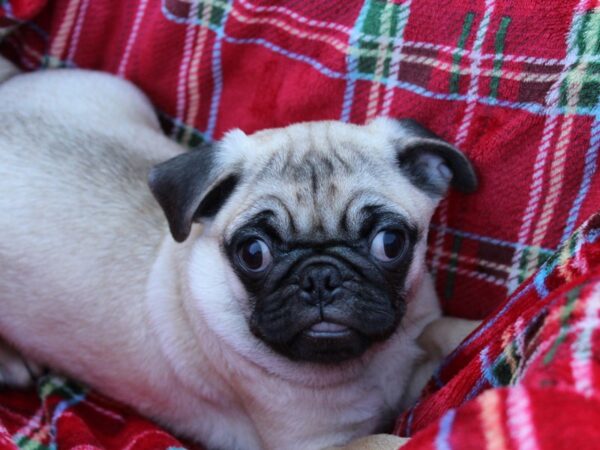 Pug-DOG-Male-Fawn-6084-Petland Montgomery, Alabama