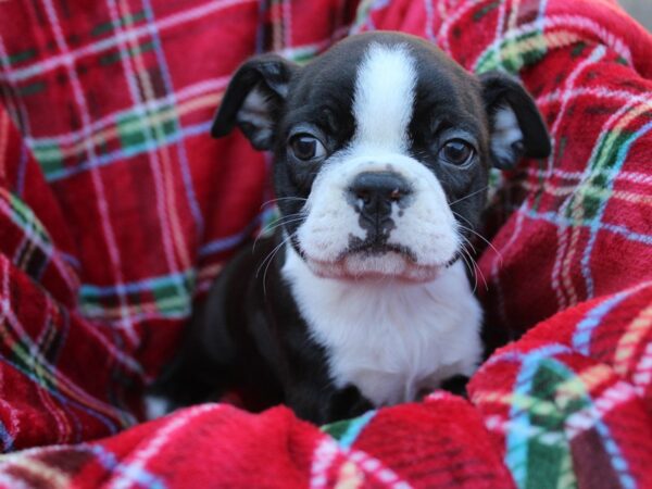 Boston Terrier DOG Male Black / White 6083 Petland Montgomery, Alabama