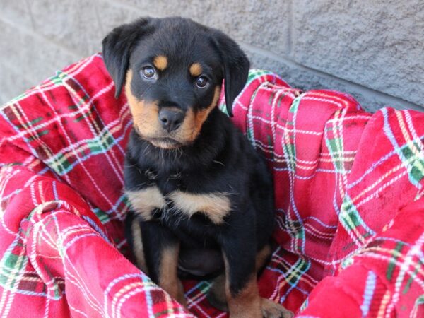 Rottweiler DOG Female Black / Tan 6082 Petland Montgomery, Alabama