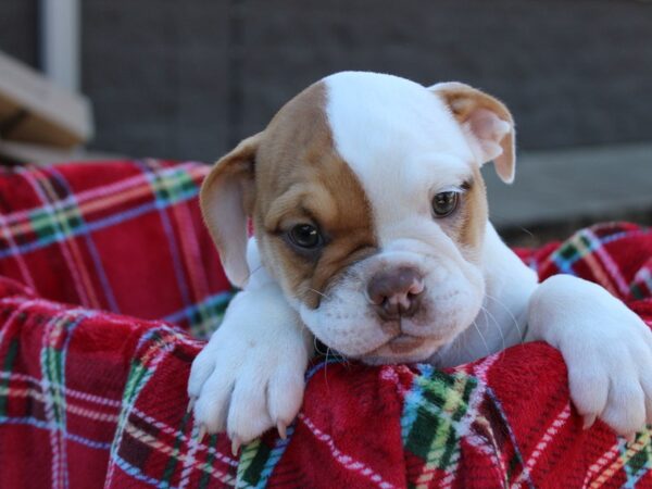 Victorian Bulldoge DOG Female White / Fawn 6078 Petland Montgomery, Alabama