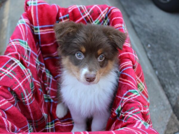 Australian Shepherd-DOG-Female-Red-6080-Petland Montgomery, Alabama