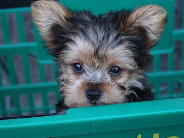 Yorkshire Terrier DOG Male Black / Tan 6086 Petland Montgomery, Alabama