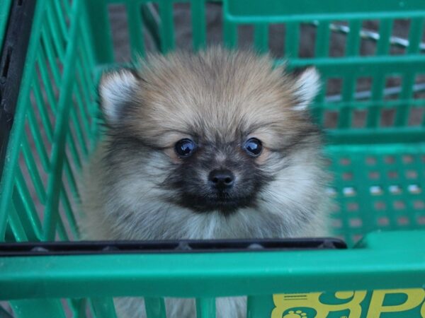 Pomeranian DOG Male Brown 6094 Petland Montgomery, Alabama