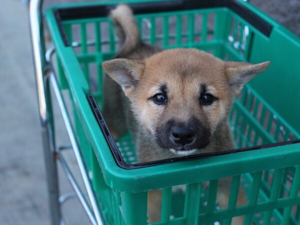 Shiba Inu DOG Female Red 6092 Petland Montgomery, Alabama