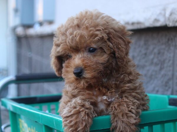 Miniature Poodle-DOG-Female-Red-6091-Petland Montgomery, Alabama