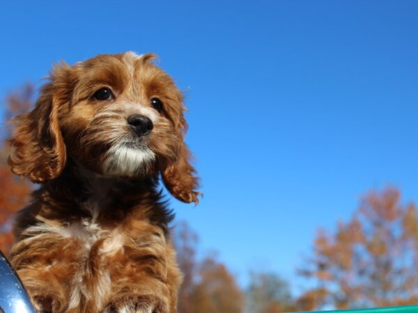 Cock A Poo-DOG-Female-Red-6096-Petland Montgomery, Alabama