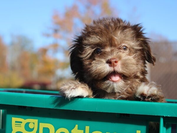 Havanese DOG Male Chocolate / Tan 6095 Petland Montgomery, Alabama