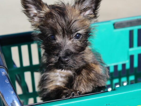 Cairn Terrier DOG Male Black Brindle 6088 Petland Montgomery, Alabama
