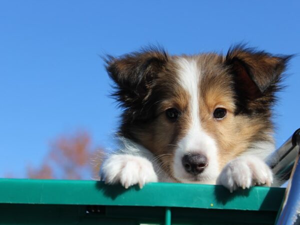 Shetland Sheepdog-DOG-Male-Sable / White-6093-Petland Montgomery, Alabama
