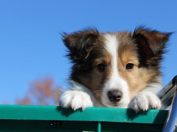 Shetland Sheepdog DOG Male Sable / White 6093 Petland Montgomery, Alabama