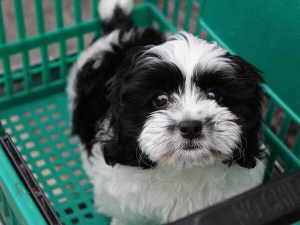 ShizaPoo DOG Male Black 6087 Petland Montgomery, Alabama