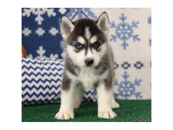 Siberian Husky-DOG-Male-Black Tan / White-6100-Petland Montgomery, Alabama