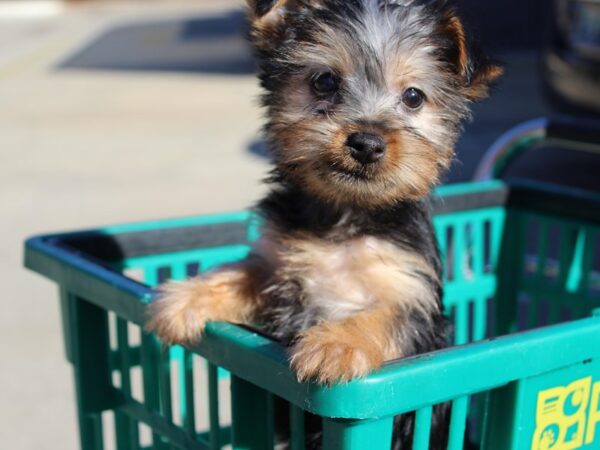 Silky Terrier DOG Female Black / Tan 6089 Petland Montgomery, Alabama