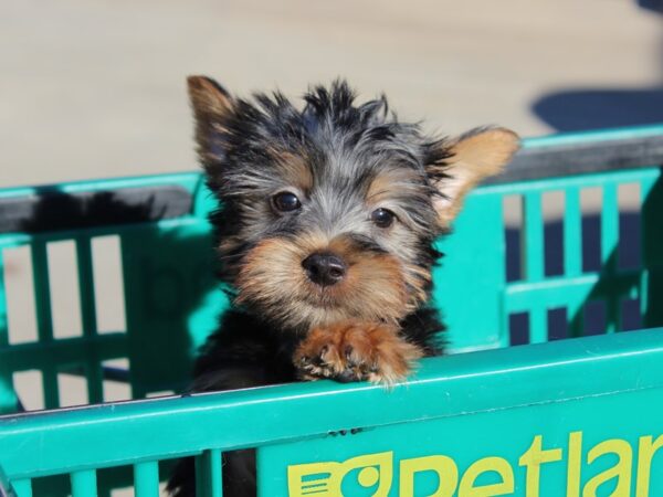 Silky Terrier DOG Male Black / Tan 6090 Petland Montgomery, Alabama